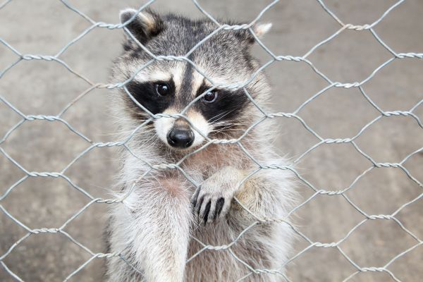 Mobile Wildlife Removal