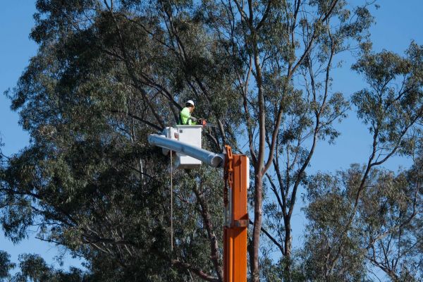 Mobile Tree Trimming