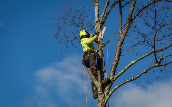 Mobile Tree Removal